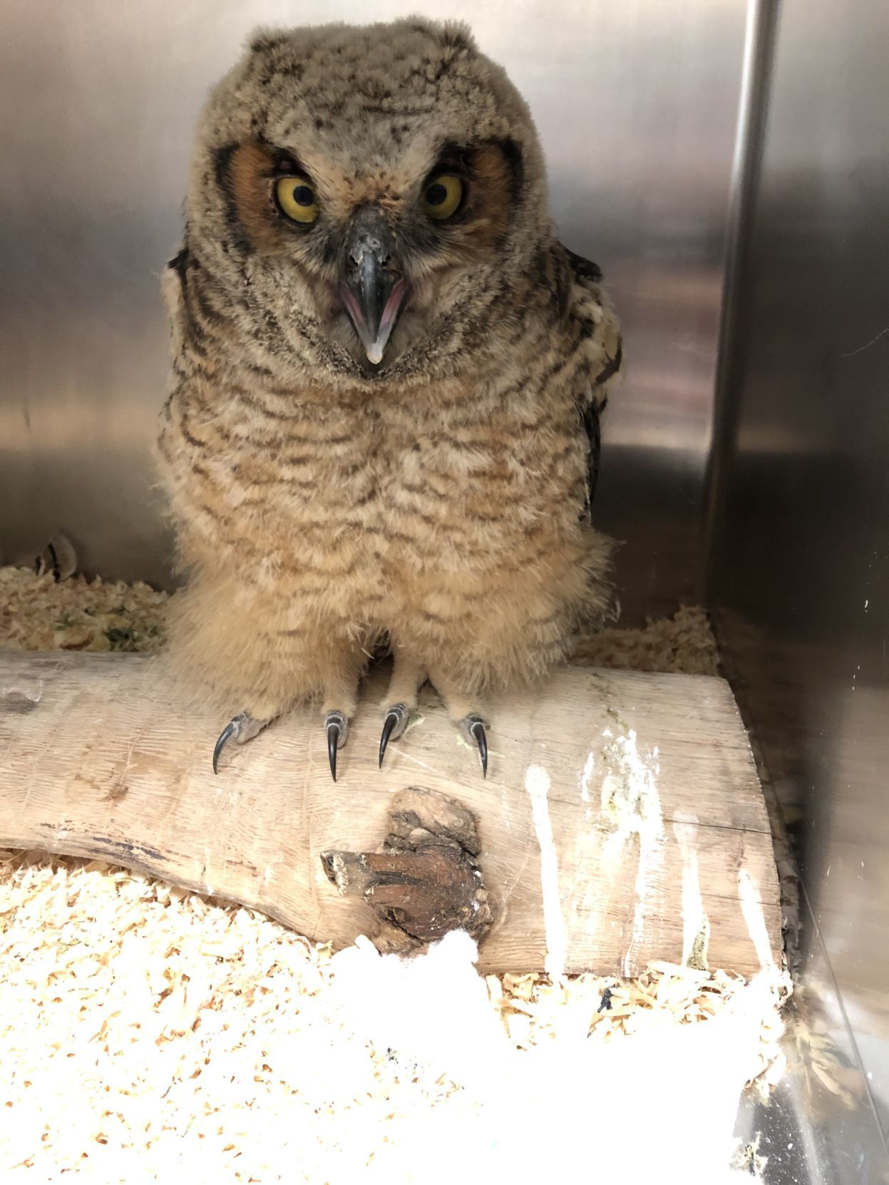 great_horned_owl